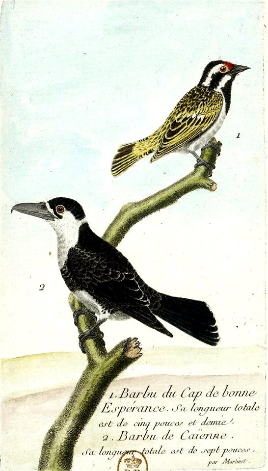 1- Barbu du Cap (en haut) 2- Tamatia à gros bec ou Barbu de Cayenne (en bas)
                        Latina:  1-       2- Notharchus macrorhynchos