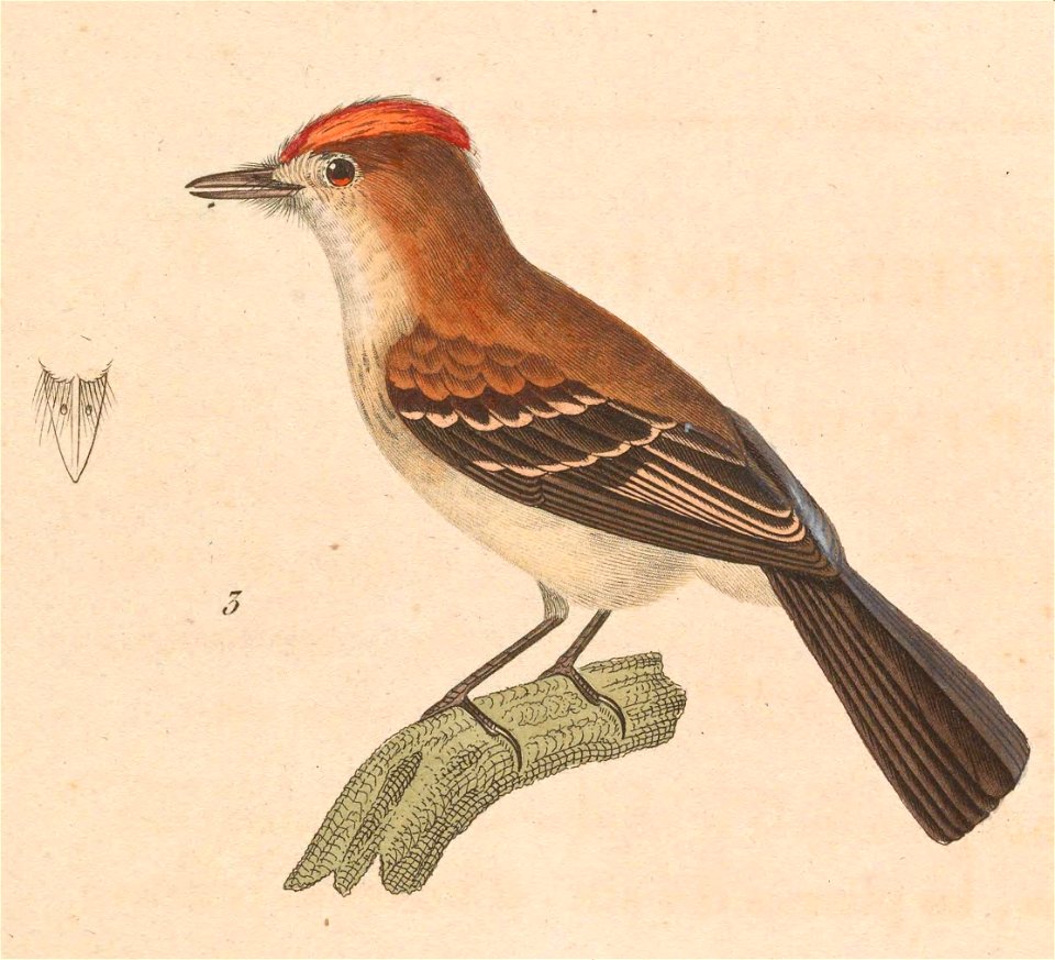 English:  « Muscicapa flammiceps » = Myiophobus fasciatus flammiceps (Subspecies of Bran-colored Flycatcher) - maleFrançais :  « Muscicapa flammiceps » = M