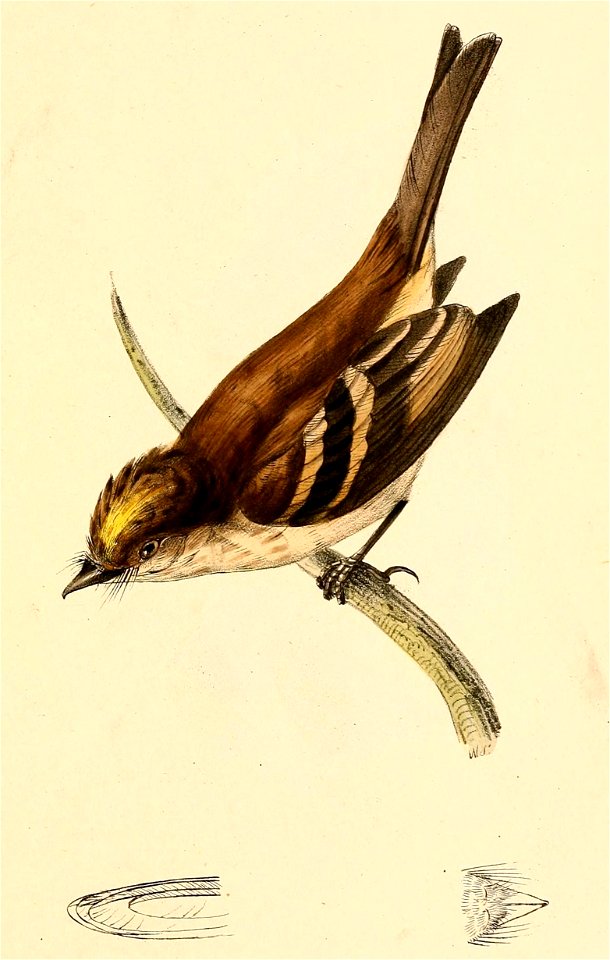 Tyrannula ferruginea = Myiophobus fasciatus (Bran-colored Flycatcher)