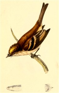 Tyrannula ferruginea = Myiophobus fasciatus (Bran-colored Flycatcher)
