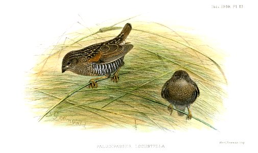 Paludipasser locustella