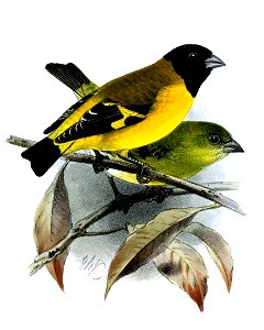 Chrysomitris siemiradzkii =Carduelis siemiradzkii