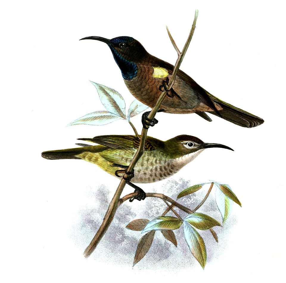 Cyanomitra cyanolaema