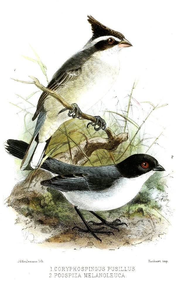 English:  
« Coryphospingus pusillus » = Lophospingus pusillus (Black-crested Finch)
« Poospiza melanoleuca » = Poospiza melanoleuca (Black-capped Warbling Finch)Français&