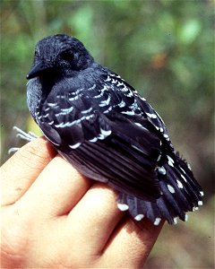 Scale-backed Antbird (Willisornis poecilonotus). A male photographed in Cordillera del Cóndor, Ecuador.