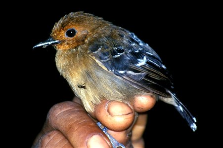Scale-backed Antbird, a female photographed in Cordillera del Cóndor, Ecuador. There is an insect in the photograph on the bird, which is most probably incidental.