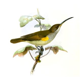 Arachnothera dilutior