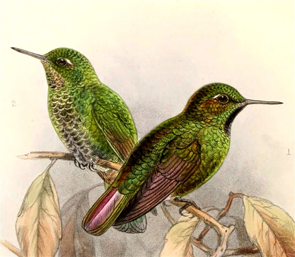 English:  « Metallura atrigularis » = Metallura williami atrigularis (Subspecies of Viridian Metaltail) - male and femaleFrançais :  « Metallura atrigularis&#16