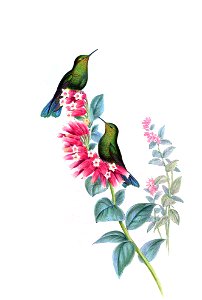 Metallura williami in John Gould's Hummingbirds ISBN 978-1555216610