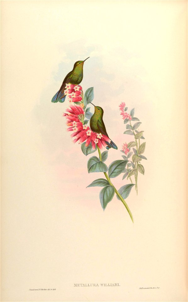 Metallura williami [1]