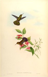 Metallura primolina = Metallura williami primolina [1]