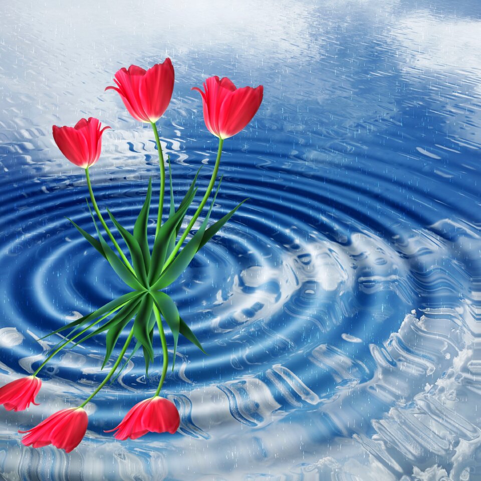 Spring reflection tulip