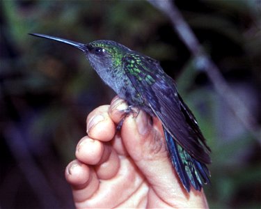Napo Sabrewing (Campylopterus villaviscensio). Female from Cordillera del Cóndor, Ecuador.