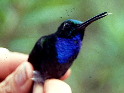 Napo Sabrewing (Campylopterus villaviscensio). Male from Cordillera del Cóndor, Ecuador.
