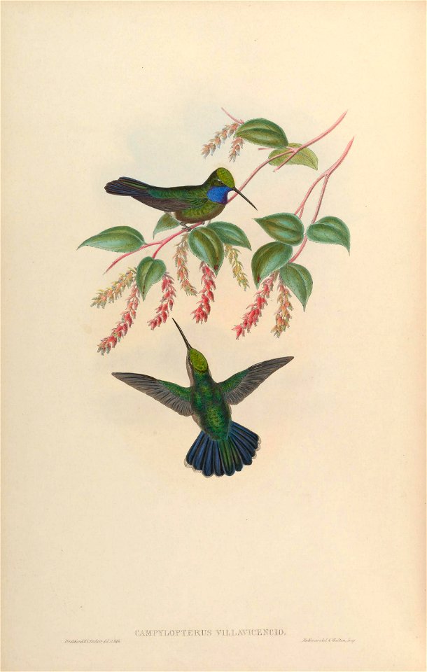 Campylopterus villaviscensio