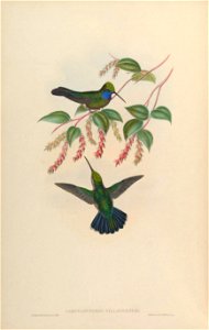 Campylopterus villaviscensio