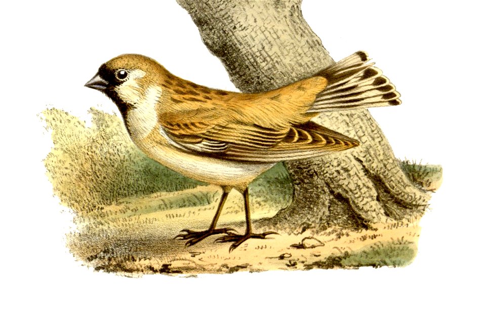 Montifringilla davidiana