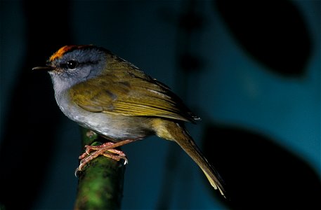 Russet-crowned Warbler (Basileuterus coronatus) from the NBII Image Gallery. Photographed in Ecuador. This is the whitish-bellied subspecies. photo