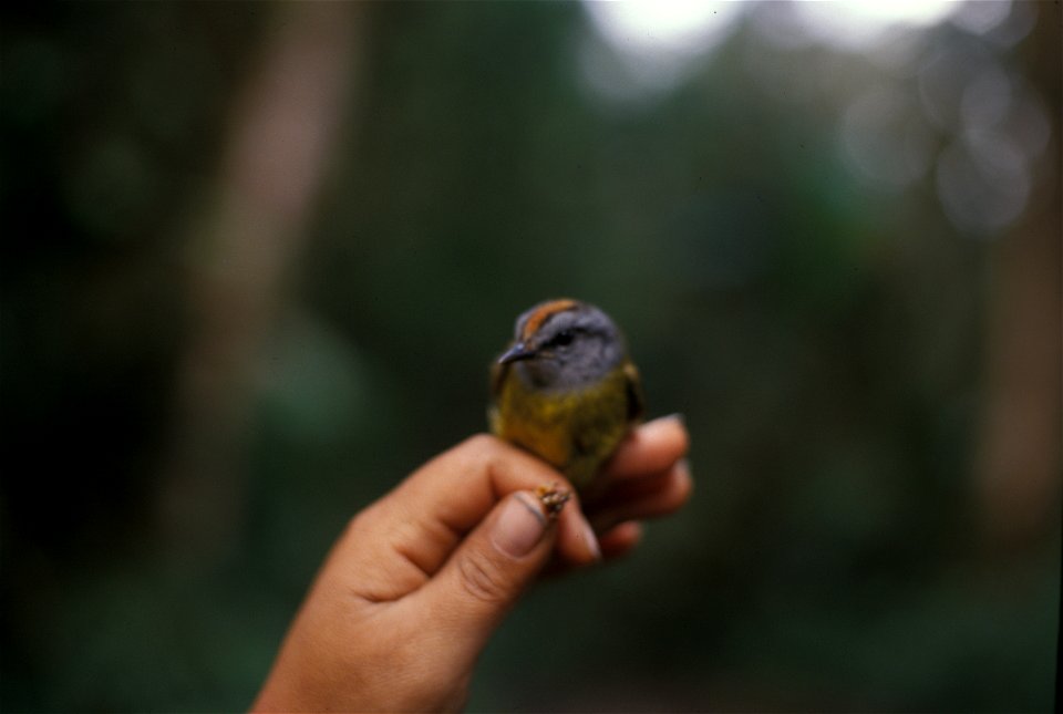 Russet-crowned Warbler (Basileuterus coronatus) from the NBII Image Gallery. Photographed in Ecuador. It is a Russet-crowned Warbler of the yellow-bellied ssp. B. c. elatus.