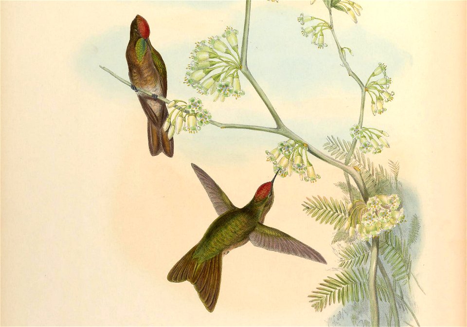 Ramphomicron ruficeps = Chalcostigma ruficeps [1]