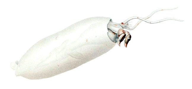 Sandalops melancholicus