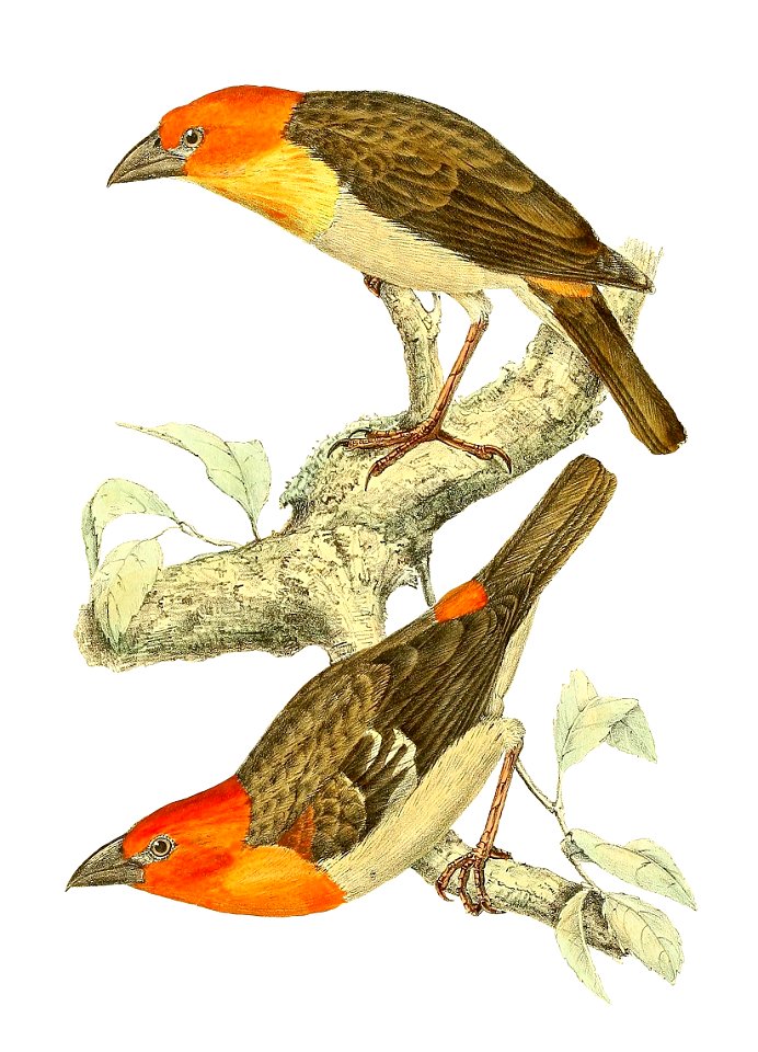 Ploceus algondae = Foudia eminentissima algondae (Subspecies of Red-headed Fody)