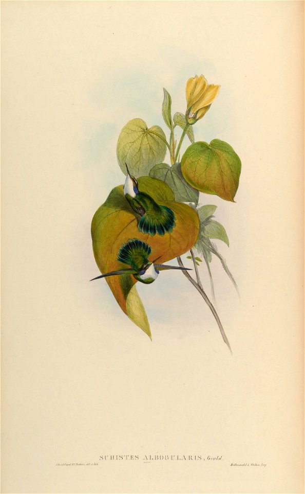 Schistes albogularis = Schistes geoffroyi albogularis [1]