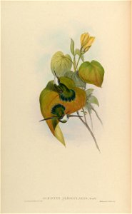 Schistes albogularis = Schistes geoffroyi albogularis [1]
