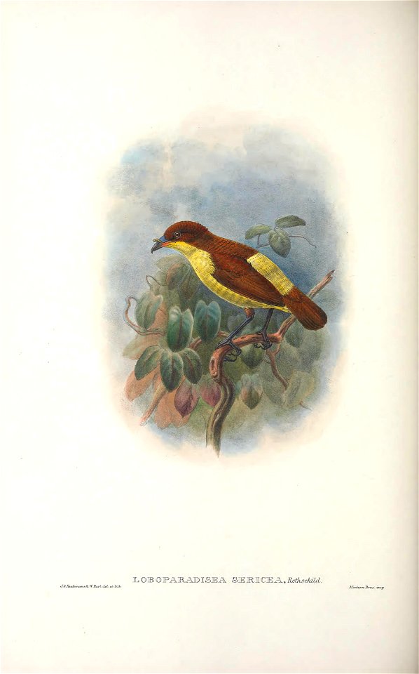 Loboparadisea sericea - Monograph of the Paradiseidae, or Birds of Paradise, and Ptilonorhynchidae, or Bower-birds. v.2 (1891-1898).