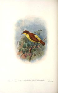 Loboparadisea sericea - Monograph of the Paradiseidae, or Birds of Paradise, and Ptilonorhynchidae, or Bower-birds. v.2 (1891-1898).