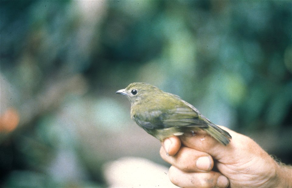 Green Manakin (Xenopipo holochlora) from the NBII Image Gallery. Photographed in Ecuador.