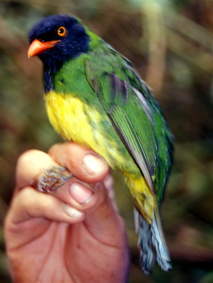 Black-chested Fruiteater (Pipreola lubomirskii) in Ecuador