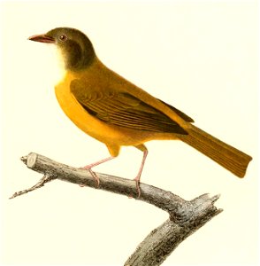 English:  « Pyranga albicollis » = Eucometis penicillata albicollis (Subspecies of Grey-headed Tanager)Français :  « Pyranga albicollis » = Eucometis penic