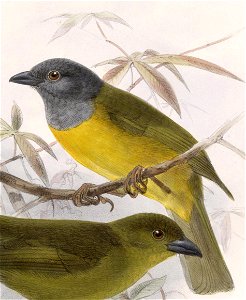 English:  « Eucometis spodocephala » = Eucometis penicillata spodocephala (Subspecies of Grey-headed Tanager)Français :  « Eucometis spodocephala » = Eucom