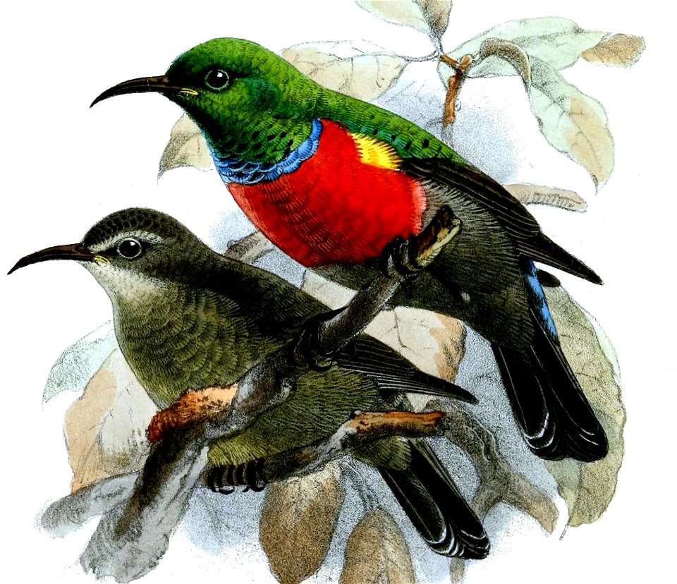 Montane Double-collared Sunbird, adult male (above) and female (below)