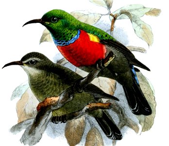 Montane Double-collared Sunbird, adult male (above) and female (below)