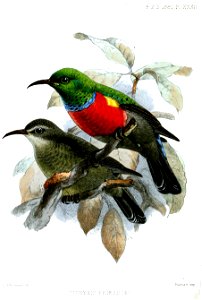 Montane Double-collared Sunbird, adult male (above) and female (below)