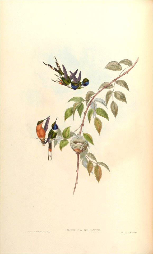 Tryphaena duponti = Tilmatura duponti [1]