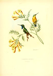 Tilmatura dupontii