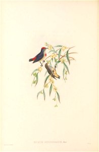 Dicaeum geelvinkianum in The birds of New Guinea and the adjacent Papuan islands, including many new species recently discovered in Australia. v.4. (Plate 6)