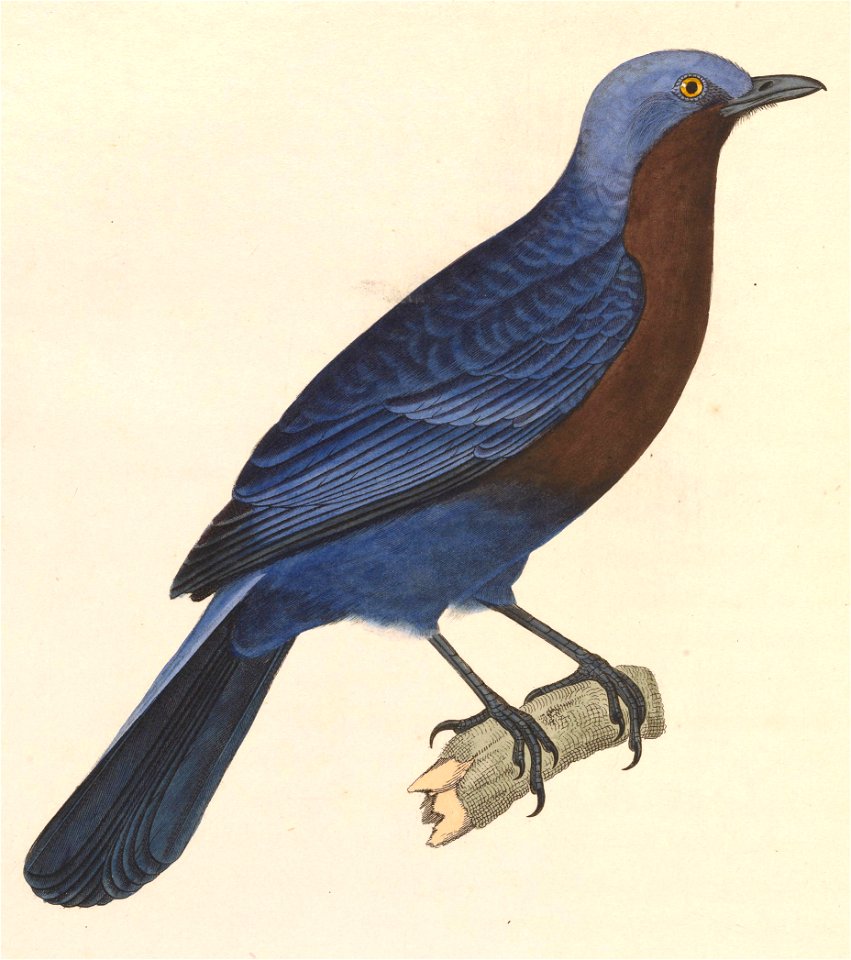 English:  « Turdus azureus » = Cochoa azurea (Javan Cochoa) - adult maleFrançais :  « Turdus azureus » = Cochoa azurea (Cochoa azuré) - mâle adulte