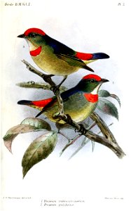 Red-capped Flowerpecker