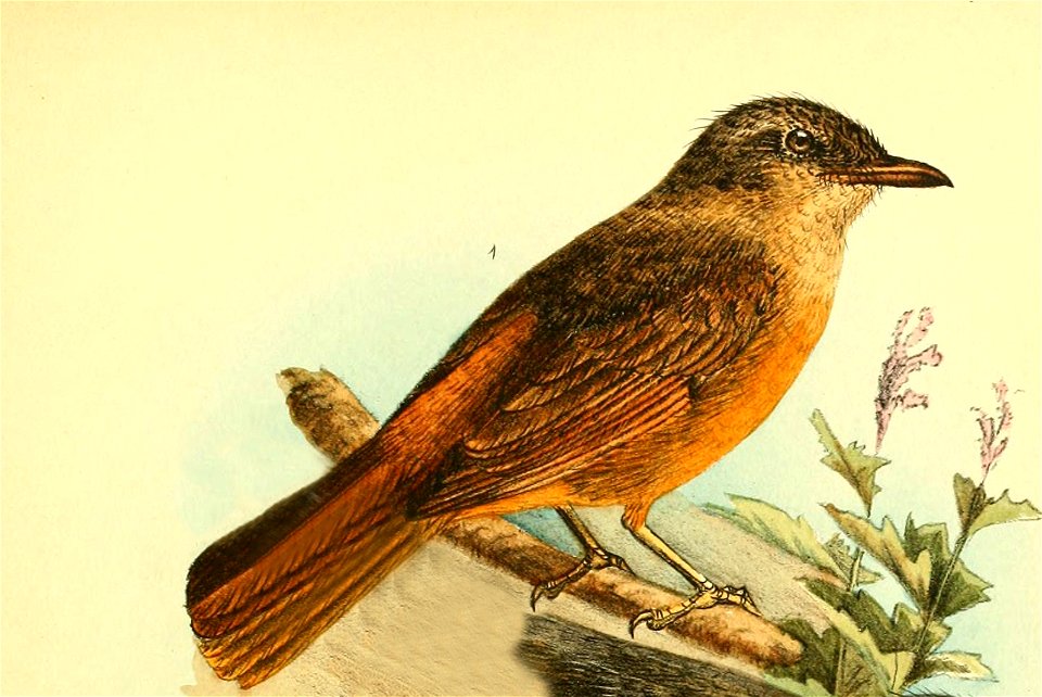Neocossyphus rufus illustration from Die Vögel Afrikas
