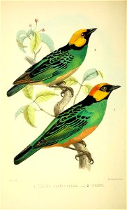 KV 
lilh.Geay Oros Pans 

1. Calliste xanthocephala = Tangara xanthocephala; 2. Calliste venusta = Tangara xanthocephala venusta.