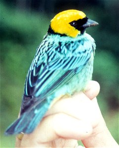 Saffron-crowned Tanager (Tangara xanthocephala) from Ecuador