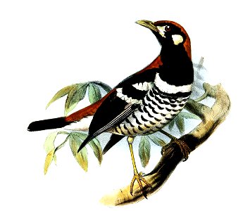 Geocichla erythronota= Zoothera erythronota