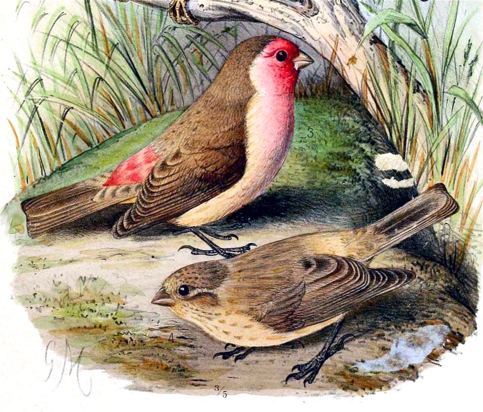 English:  « Carpodacus stolickzae » = Carpodacus stoliczkae stoliczkae (Subspecies of Pale rosefinch) - male (3) and female (4)Français :  « Carpodacus stolickz