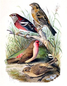 English: & 2. « Carpodacus trifasciatus » = Carpodacus trifasciatus (Three-banded Rosefinch) - male (1) and female (2) 3. & 4. « Carpodacus stolickzae » = Carpo photo