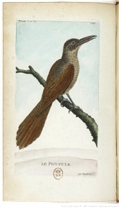 Grimpar talapiot ou Picucule.
                        Latina:  Dendroplex picus