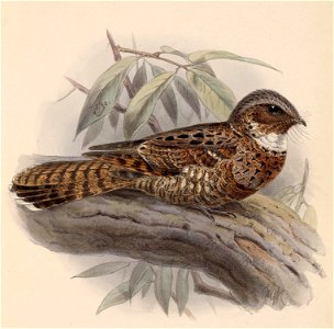 English:  « Caprimulgus yucatanicus » = Nyctiphrynus yucatanicus (Yucatan Poorwill) - maleFrançais :  « Caprimulgus yucatanicus » = Nyctiphrynus yucatanicu